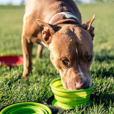 dog drinking out of green travel water bowl